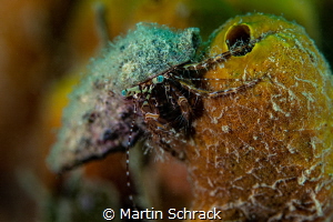 Hermit crab spotted on a yellow sponge coral in Croatia.
... by Martin Schrack 